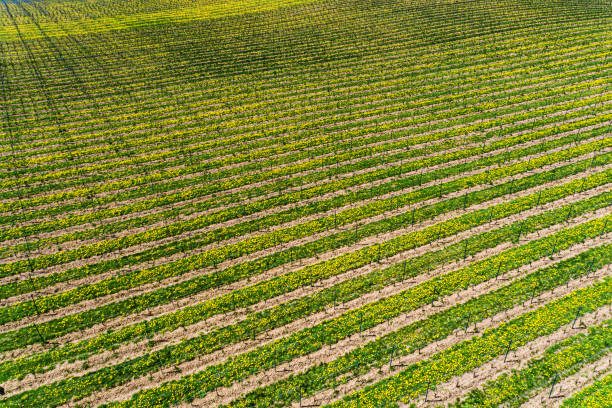 Aerial view of field in late Spring.