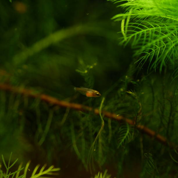 istock A lonely small betta fry in a blackwater aquarium 2015240886