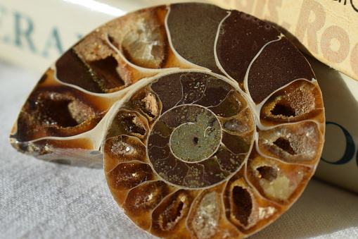 Close up of a beautiful polished spiral ammonite fossil with quartz geodes