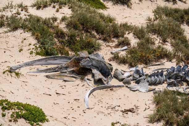 istock Whale skeleton on the beach at Seal Bay Conservation Park, Kangaroo Island 2015252838