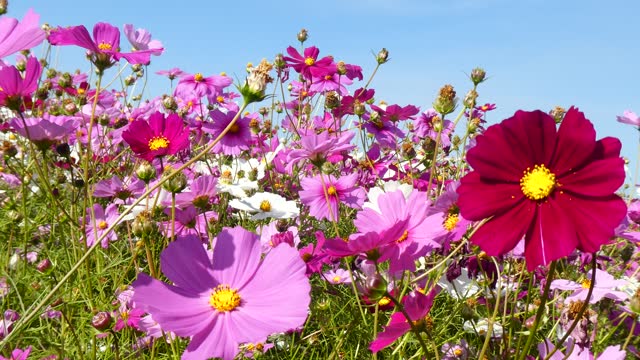 Cosmos flowers, red, white, pink