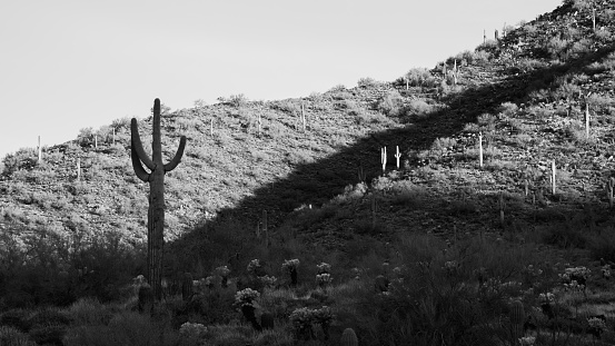 Saguaro sunrise silhouettes in Sonoran Desert
