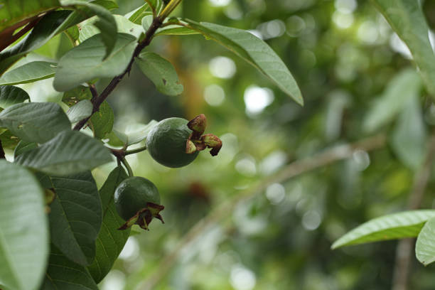 Young guava fruit still on the tree