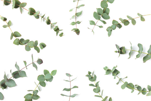 istock Green eucalyptus leaves isolated on a white background. Aromatherapy.Beautiful eucalyptus branches. Bouquet. Place for text, copy space, mockup 2015263397