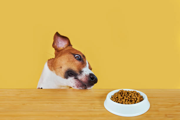 istock Jack Russell terrier dog eat meal from a table. 2015264482