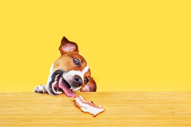 istock Jack Russell terrier dog eat meal from a table. 2015265000