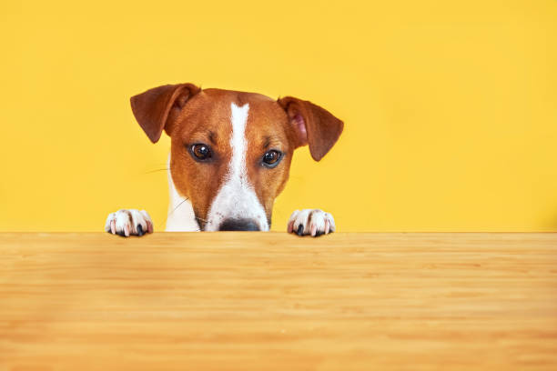 Hungry border collie dog sitting on table in modern kitchen looking with puppy eyes funny face waiting meal. Funny dog looking sad gazing and waiting breakfast at home indoors. Pet care animal life