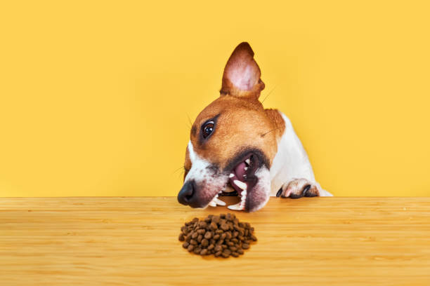 istock Jack Russell terrier dog eat meal from a table. 2015265016