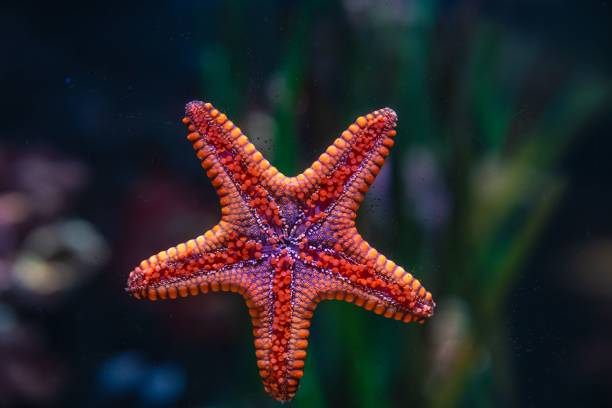 istock Underwater Marine Ecosystem in Aquario Michin Guadalajara 2015266583