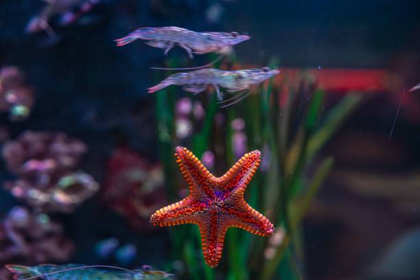 istock Underwater Marine Ecosystem in Aquario Michin Guadalajara 2015266590