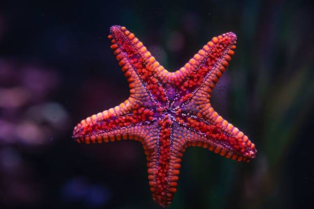 istock Underwater Marine Ecosystem in Aquario Michin Guadalajara 2015266593