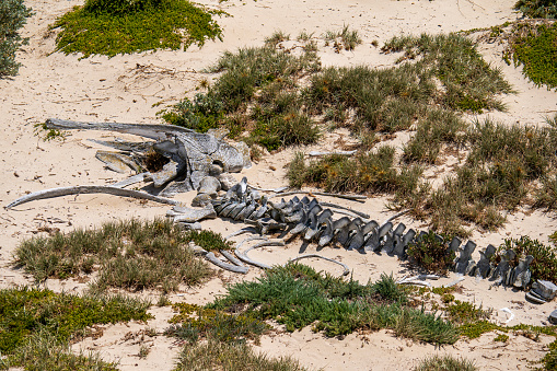 Whale skeleton on the beach at Seal Bay Conservation Park, Kangaroo Island, South Australia