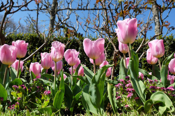 istock Pink single triumph tulip 'Synaeda Amor' in flower 2015290755