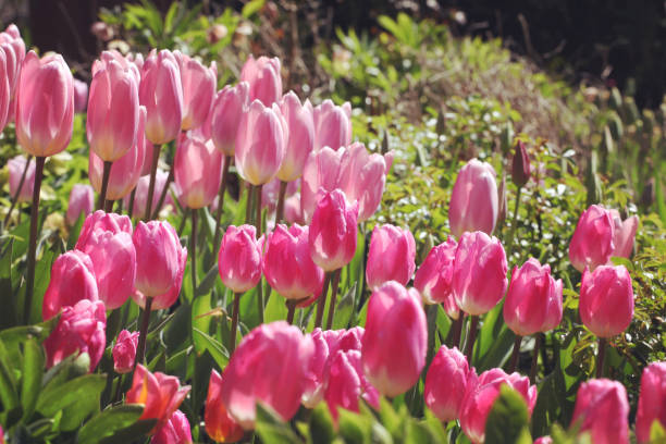 istock Pink single triumph tulip 'pink diamond' in flower 2015290779