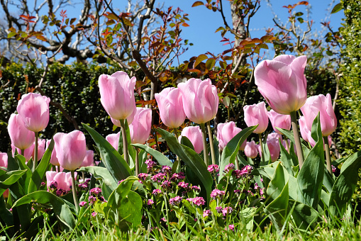 Pink single triumph tulip 'Synaeda Amor' in flower