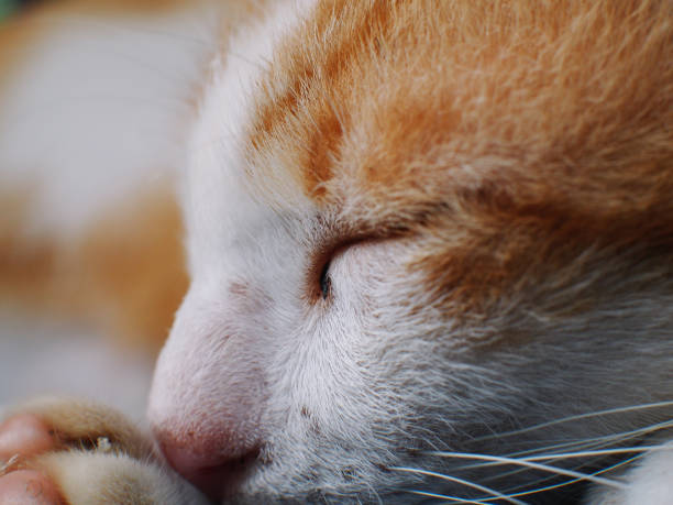 macro shot of cat