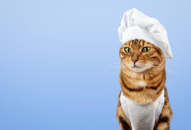 istock Funny cat - a cook in a white cap and apron 2015304887