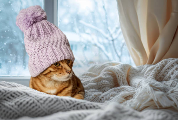 istock Bengal cat in a hat on a warm comfortable windowsill on a winter day. 2015304892
