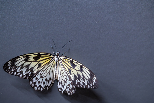 Closeup of a swallowtail butterfly