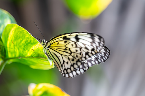 Closeup macro view of tropical butterfly of jungle - Heliconius melpomene rosina, Papilio lowi, Papilio demoleus, Monarch butterfly (danaus plexippus) on the green leaves.