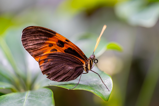 Closeup macro view of tropical butterfly of jungle - Heliconius melpomene rosina, Papilio lowi, Papilio demoleus, Monarch butterfly (danaus plexippus) on the green leaves.