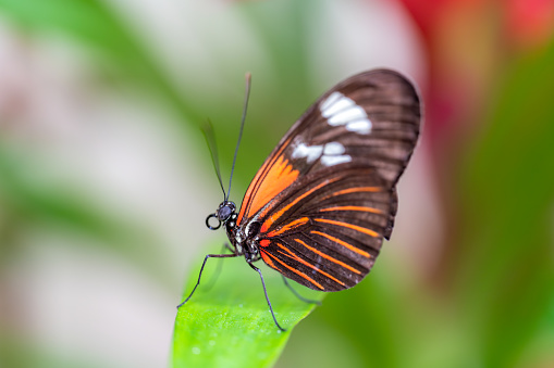 Closeup macro view of tropical butterfly of jungle - Heliconius melpomene rosina, Papilio lowi, Papilio demoleus, Monarch butterfly (danaus plexippus) on the green leaves.