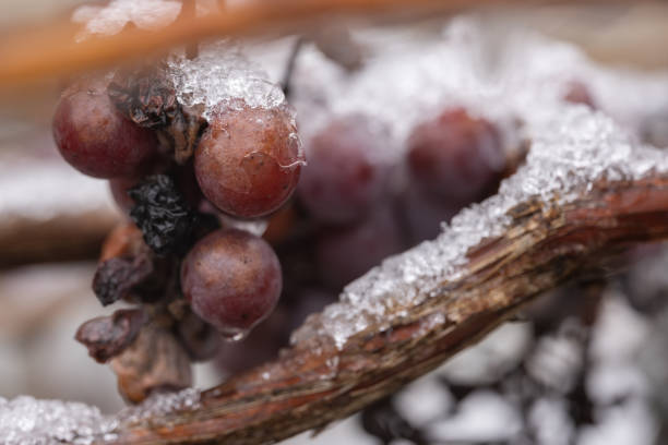 istock close up on bunches with rotten grapes in ice. selective focus 2015313580