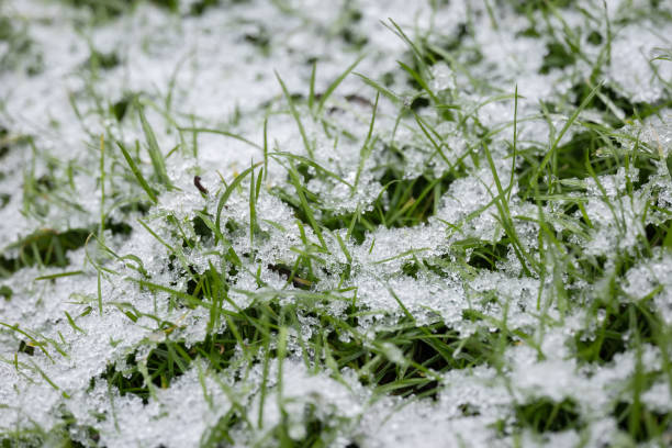 istock Frost on the grass in the cold season. Grass under the snow in spring time. 2015313592
