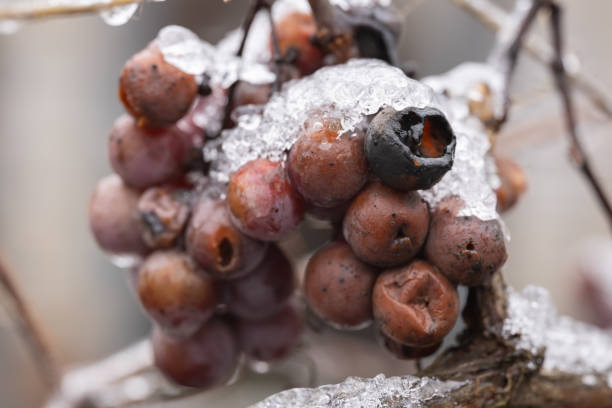 istock close up on bunches with rotten grapes in ice. selective focus 2015313599