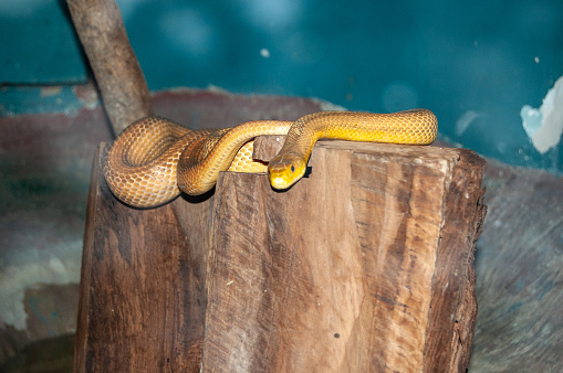 viper python in captivity in a serpetarium