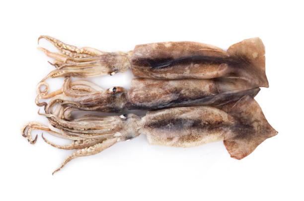 istock Fresh squid isolated on white background, Squid isolated on white 2015322291