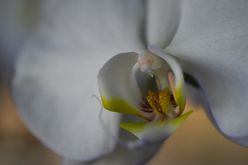 White orchid - details