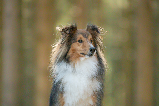 Shot of an adorable Australian shepherd dog sitting on the floor at home