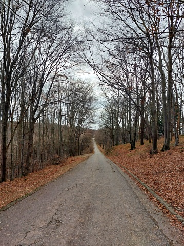 The path on the mountain Kosmaj