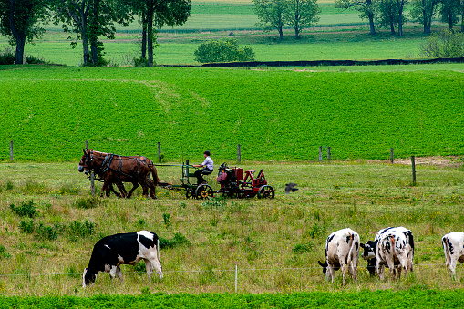Ronks, Pennsylvania, May 20, 2023 -An Amish Teenager Working the Field with Three Horses Pulling a Gas Powered Machine, With Cows Watching on a Spring Day