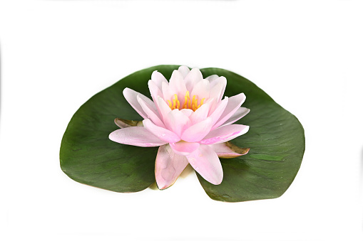 Beautiful white, pink waterlily or lotus flower with green leaves growing out of the muddy water in a lily pond. Gardening concept. (Nymphaeaceae) Selective focus.