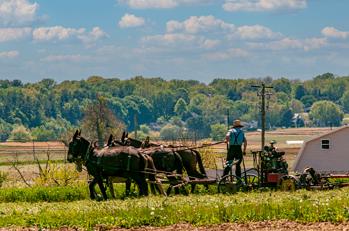 Ronks, Pennsylvania, May 6, 2023 -A View of an Amish Farmer Working His Farm Equipment, Being Pulled by Three Horses on a Sunny Day