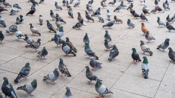 istock doves resting on a city square 2015346588