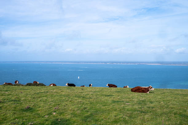 Domesticated farmed cattle cows resting on the top of grazing land in Isle Of Wight