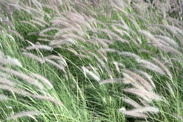 istock Grass flower in soft focus and blurred with vintage style 2015349904