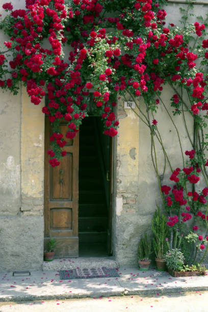 the old door of my house and the flowering rose