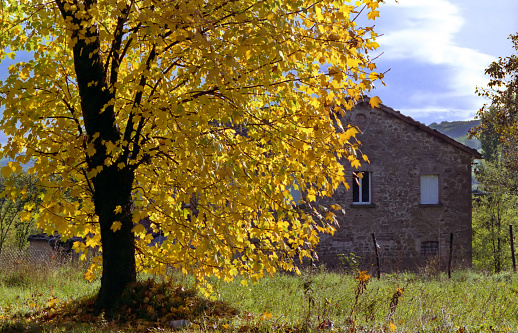 tree in autumn in front of an old country house