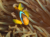 Anemonefish are always on the move and curious: Red Sea anemonefish in a coral reef in the Red Sea in Egypt. Underwater photography, close-up - clownfish in its anemone. Finding Nemo!