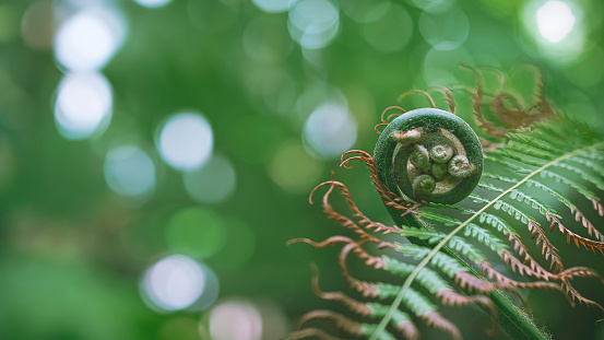 Softly focus of Young green fern shoots is growing through the drying leaf on blurred greenery background in botanical garden, Natural new plant life in springtime backdrop