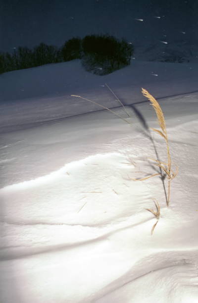 detalle de una gran nevada - blade of grass flash fotografías e imágenes de stock