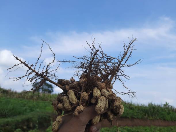istock Peanuts in the hands of a farmer. 2015368320