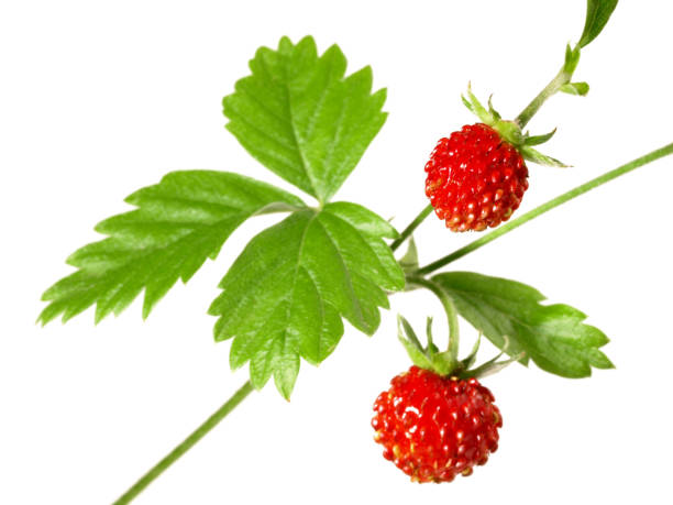 istock Wild Strawberries on a Twig on white Background - Isolated 2015377241