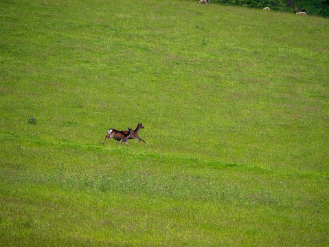 Two red deer hinds running across grassland