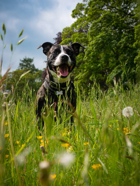 Staffordshire Bull Terrier in a meadow shot in May 2023.