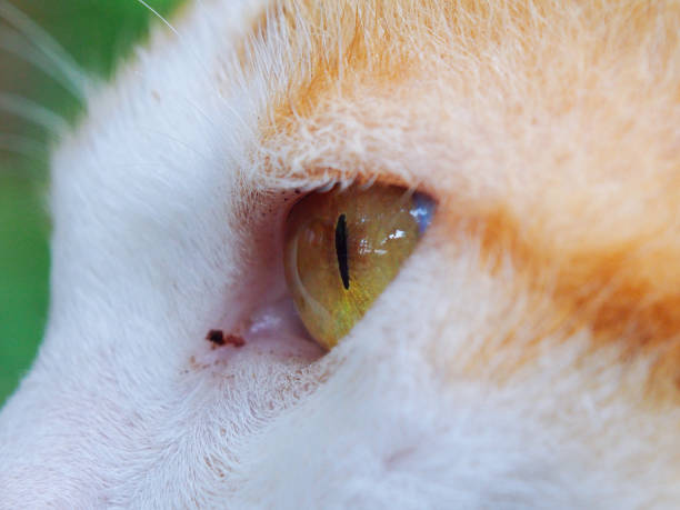 Closeup of a white ragdoll cat face and it's eye. Fauna background. Modern people are accustomed to keeping pets, which means having children, and the declining birthrate is becoming increasingly serious.